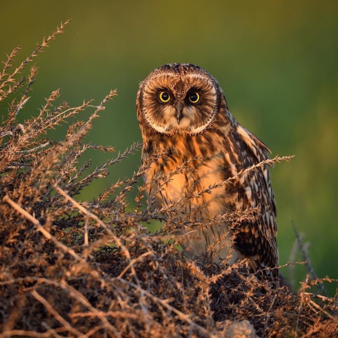 Североамериканская совка