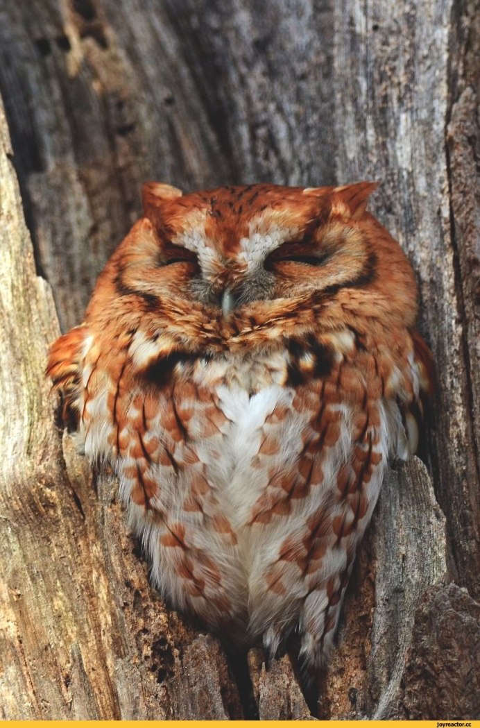 Филин Сыч сипуха