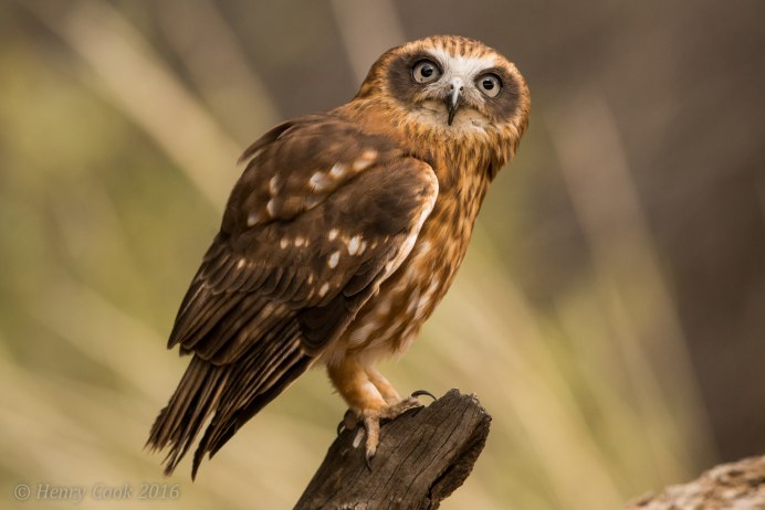 Полярная сипуха