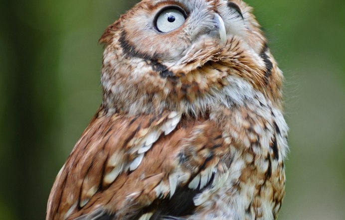 Оранжевый Филин