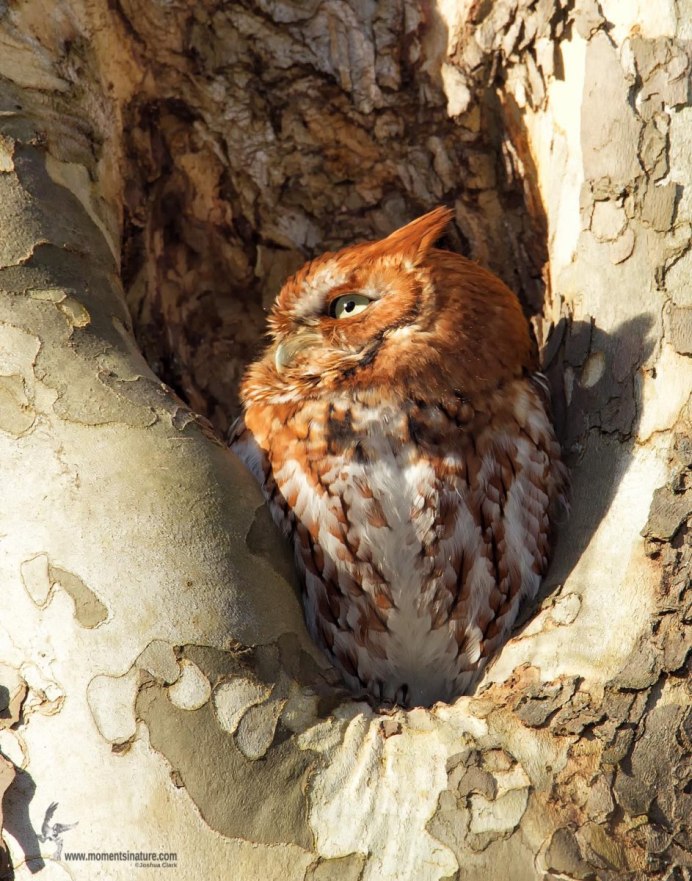 Рыжая Сова Эстетика