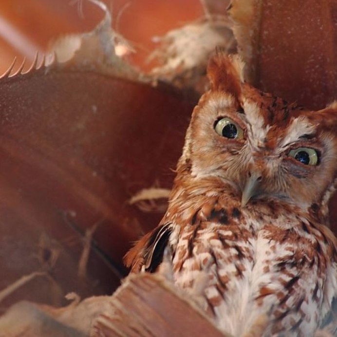 Неясыть серая обыкновенная