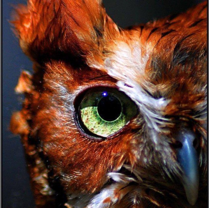 Карликовый Сыч