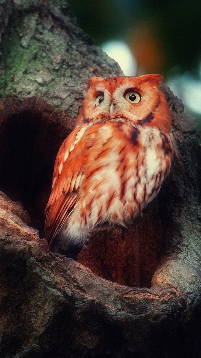 Рыжая Сова Мангутай