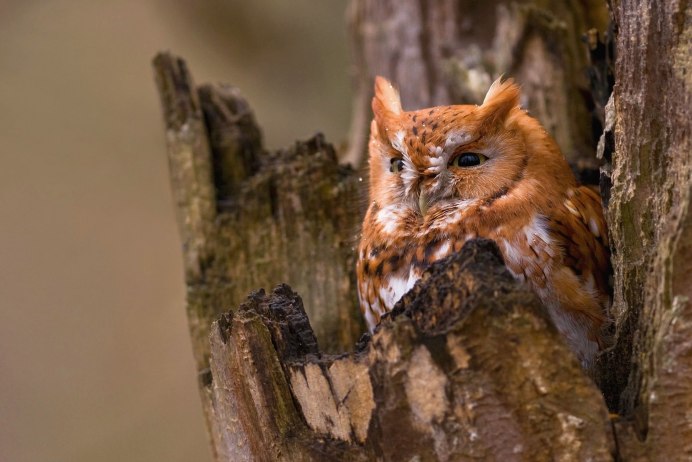 Сова Филин Сыч сипуха