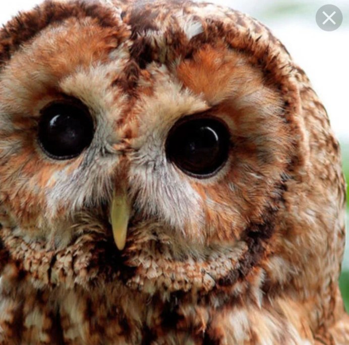 Совята фото