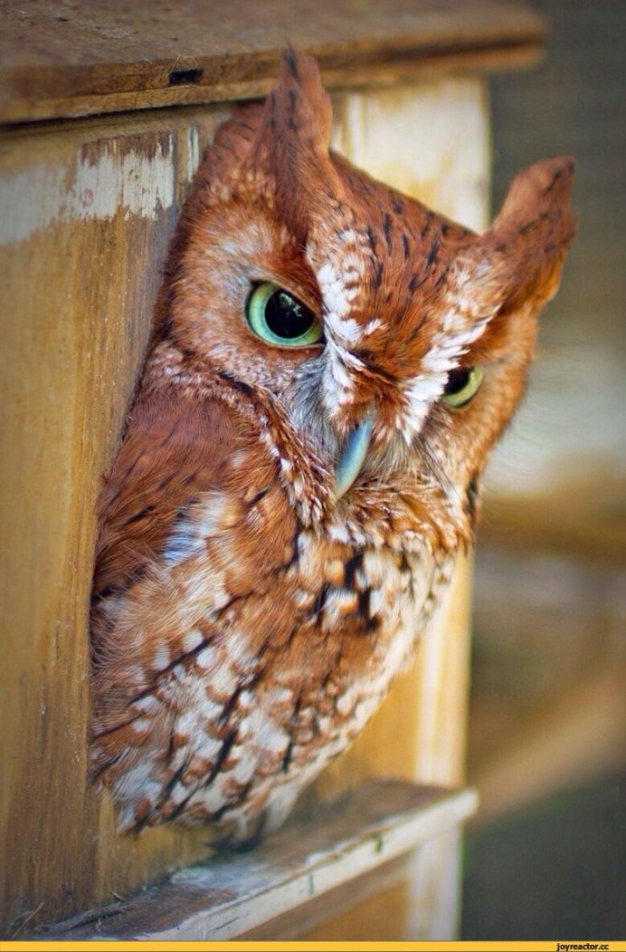 Неясыть обыкновенная