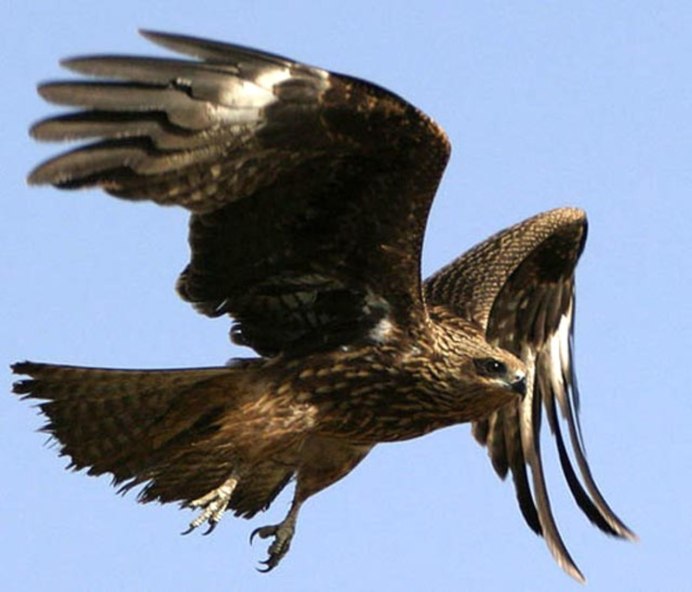 Крылья коршуна