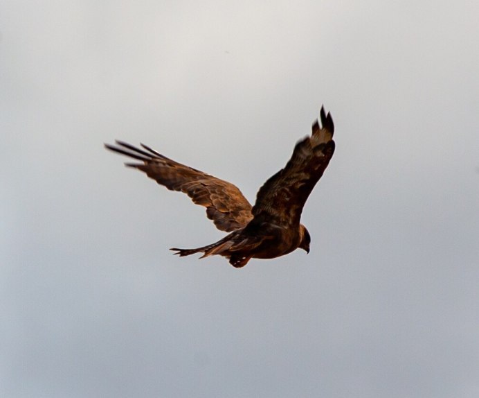 Хищные птицы Орел Кондор сакал