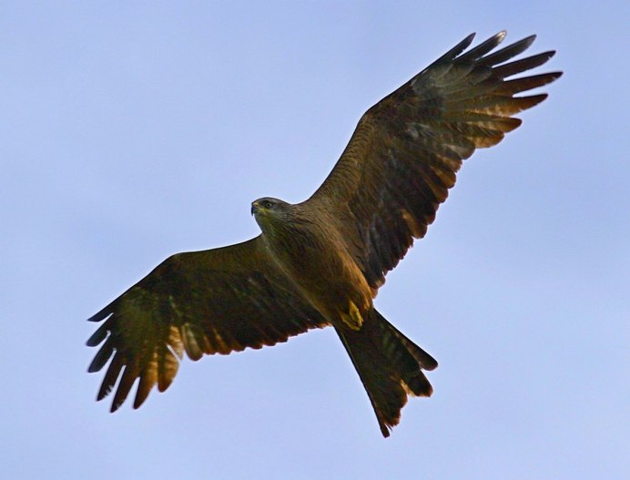 Парящий Коршун