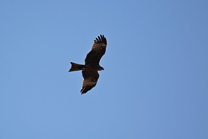 Сибирский черный Коршун