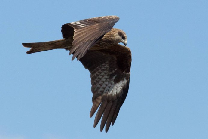 Коршун в Сибири