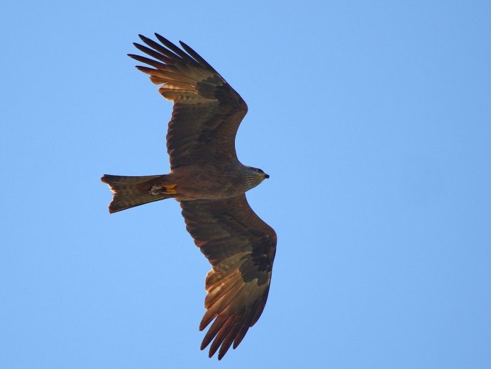 Элиэ Коршун