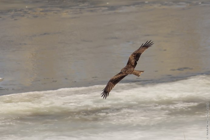 Коршун и ястреб