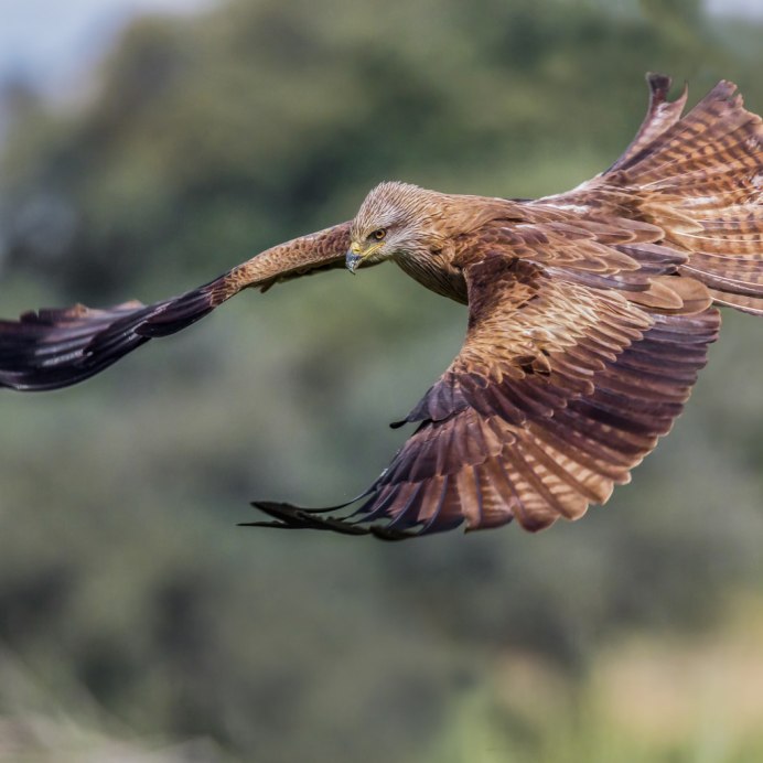 Чёрный Коршун