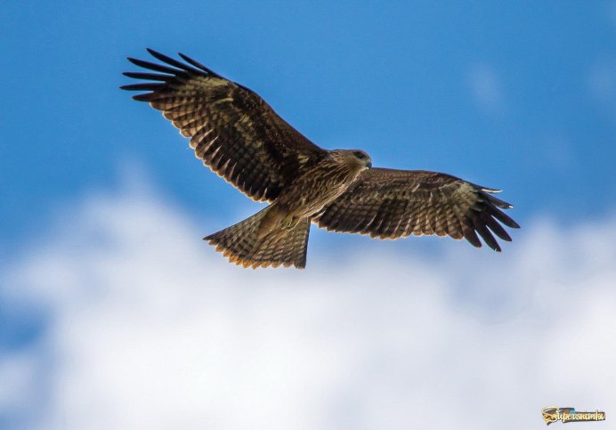 Коршуны летают