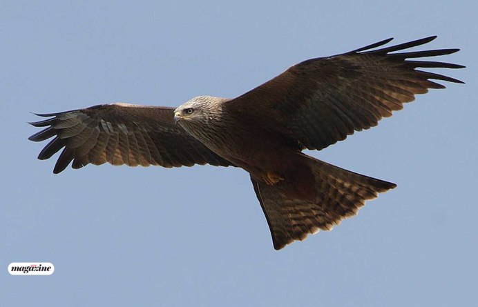 Элиэ Коршун