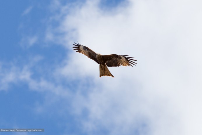 Коршун Барташов