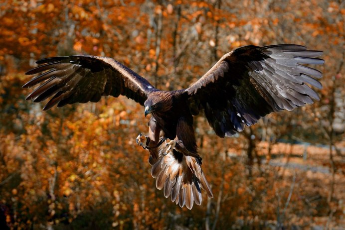 Черный Коршун в полете