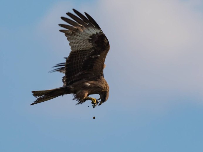 Коршун Кировская область