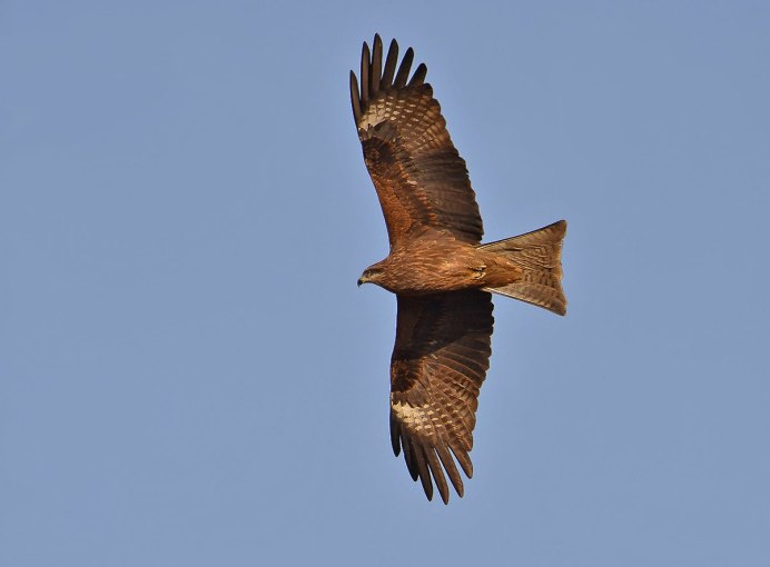 Малый индийский Коршун