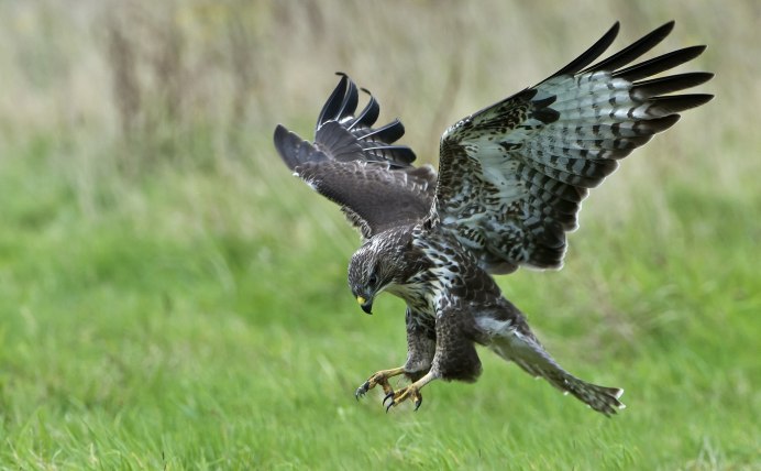 Орлан Орел Коршун