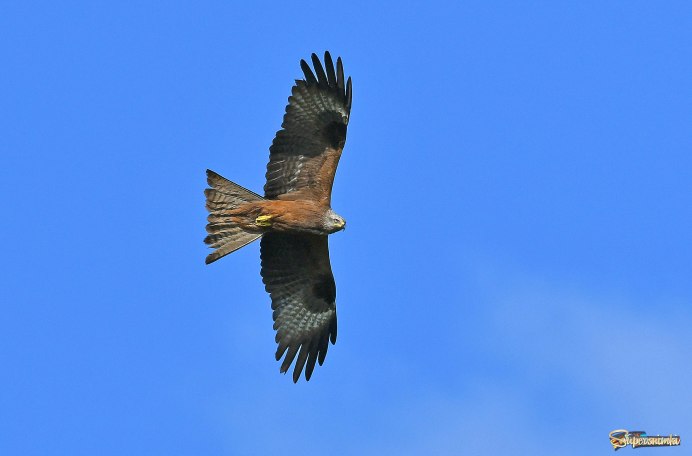 Коршун Чебуркуевский