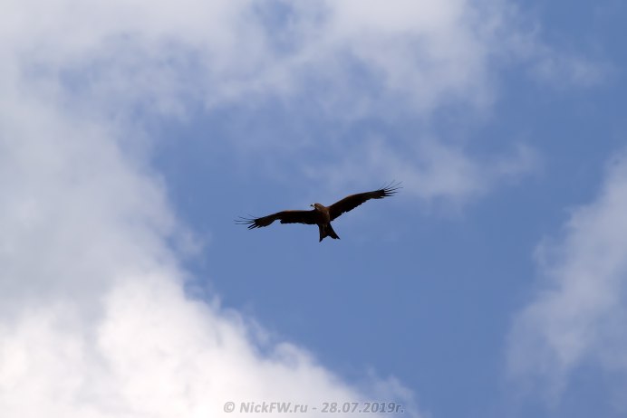 Коршун в Крыму