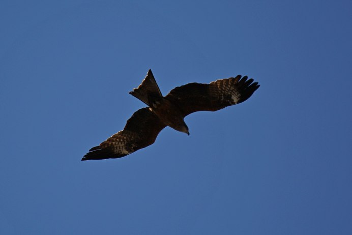 Черный Коршун – Milvus Migrans гнездо