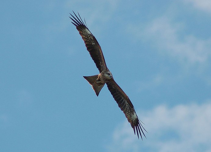Черный Коршун в полете