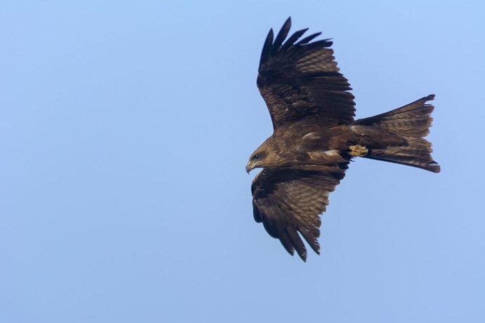 Ястреб в небе