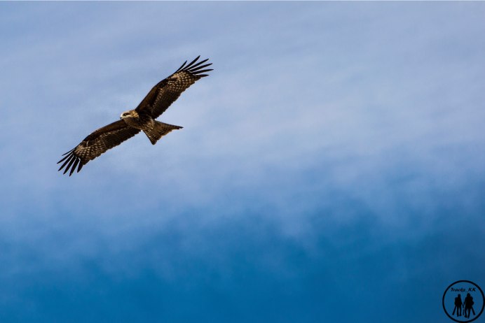 Коршун и Орлан белохвост отличия