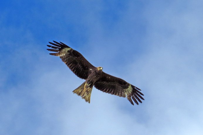 Коршун размах крыльев