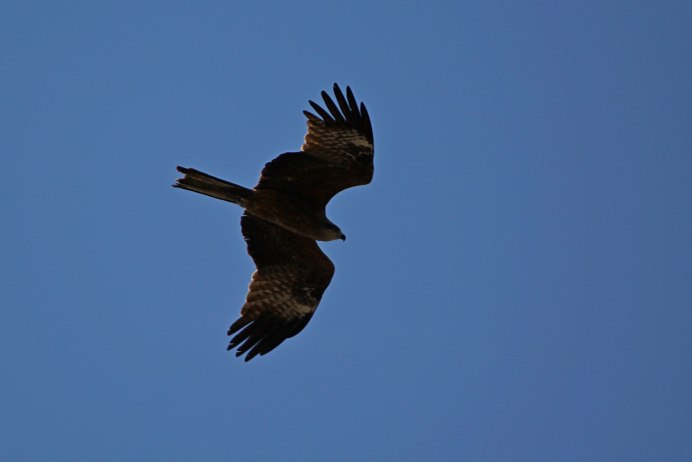 Коршун Свистун