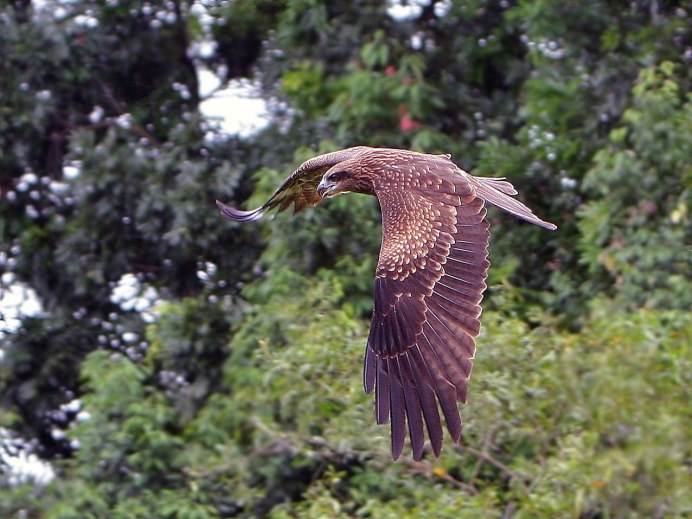 Черный Коршун полет
