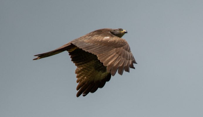 Сокол Сапсан ястреб Коршун