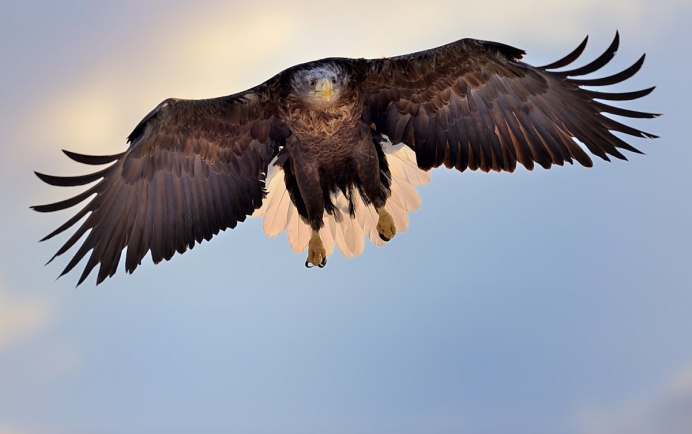 Красный Коршун взлет