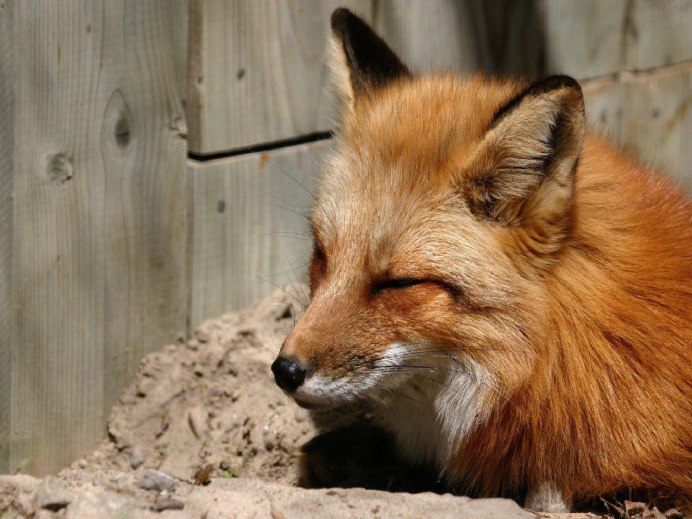 Kit Fox лиса