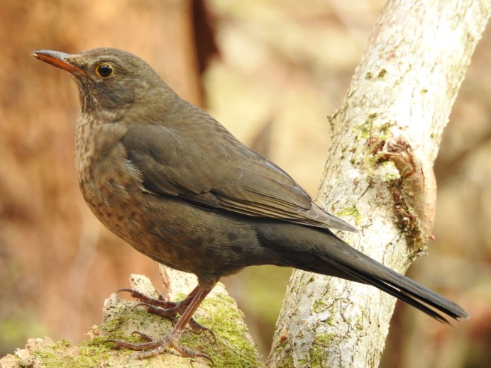 Рябинник (turdus pilaris