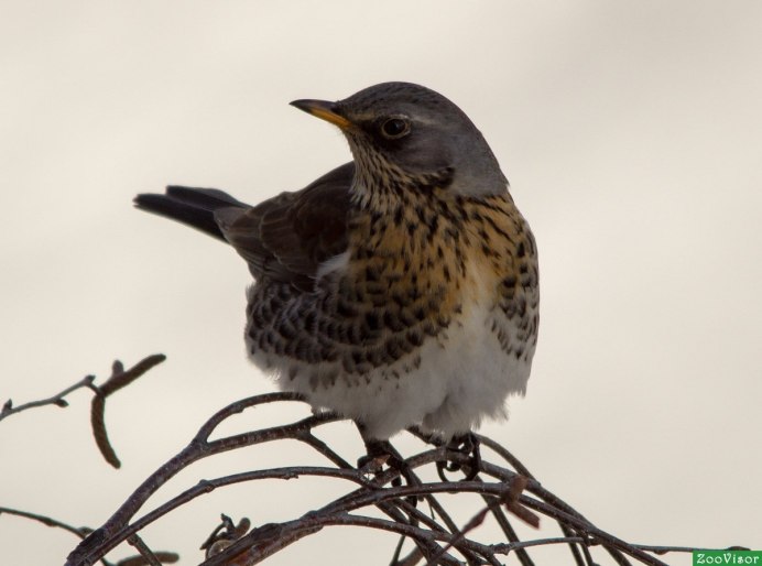 Дрозд-рябинник (turdus pilaris)