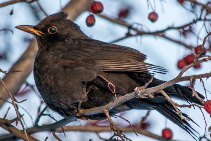 Turdus Merula группа