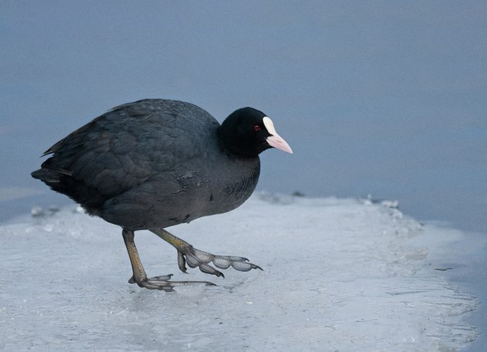 Водяная Курочка лысуха