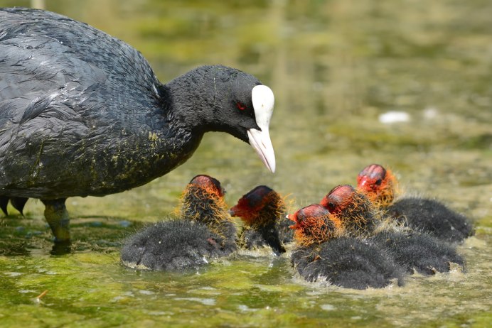 Американская лысуха (Fulica Americana)