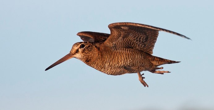 Лесной Кулик вальдшнеп