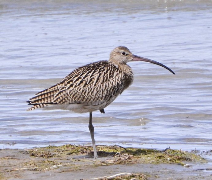 Бекас песочник