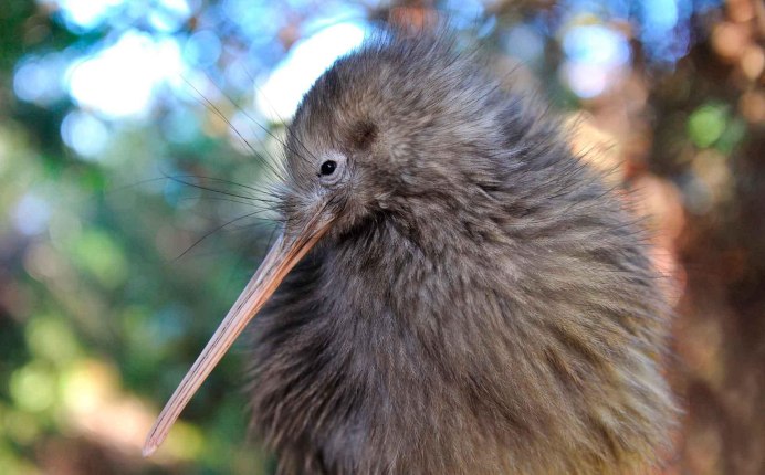 Болотная птица Бекас