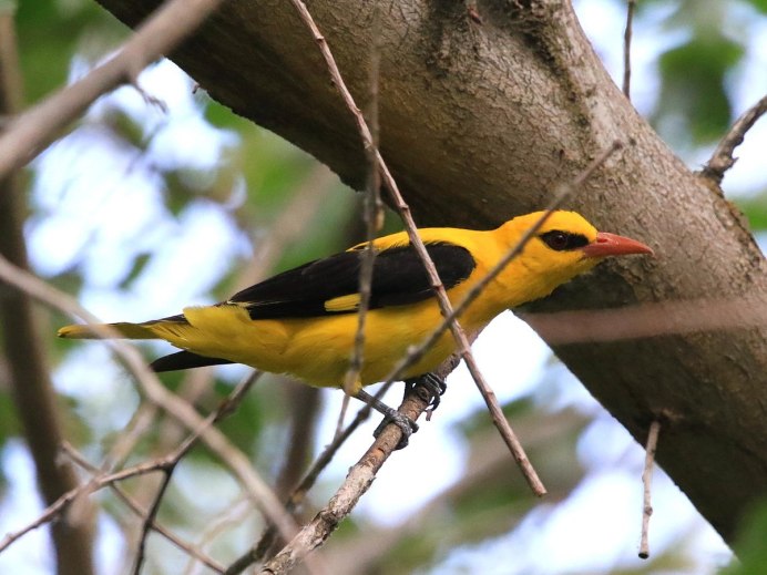 Обыкновенная Иволга