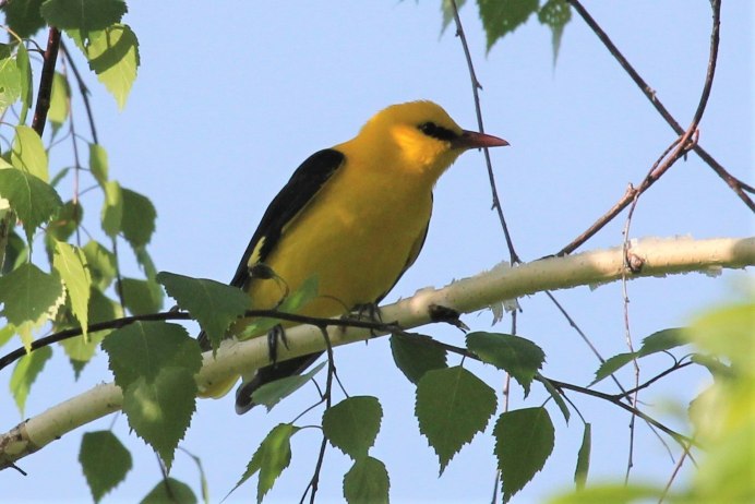 Обыкновенная Иволга птицы