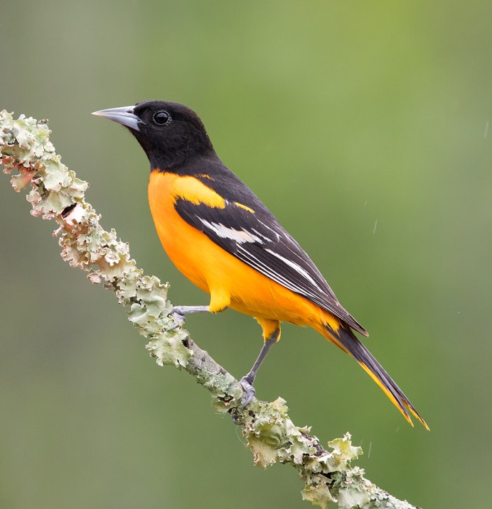 Китайская черноголовая Иволга