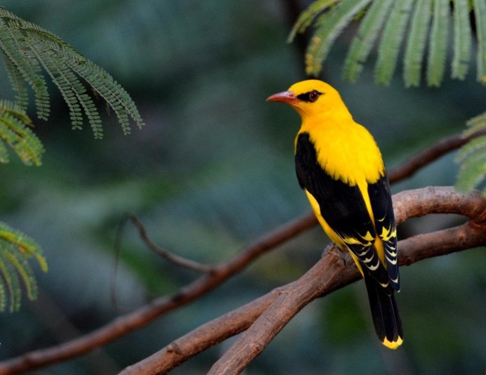 Иволга самка фото